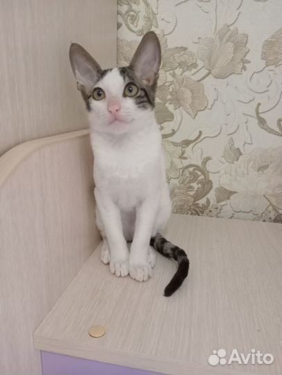 Корниш-рекс