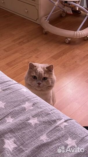 Отдам кота в добрые руки