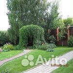 Девичий виноград