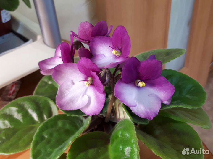 Детки сортовых фиалок
