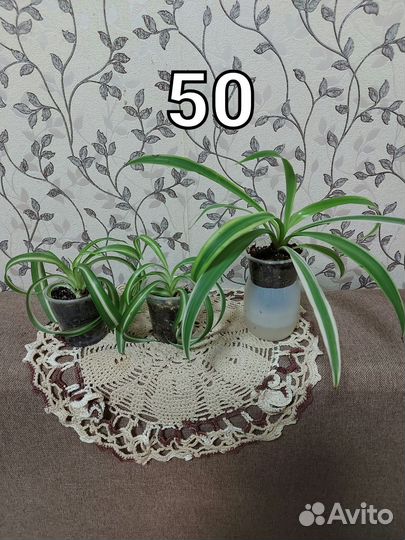 Комнатные растения