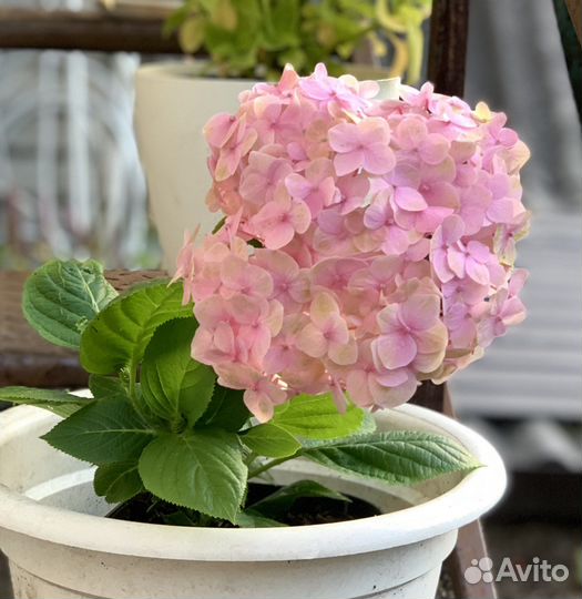 Гортензия крупнолистная