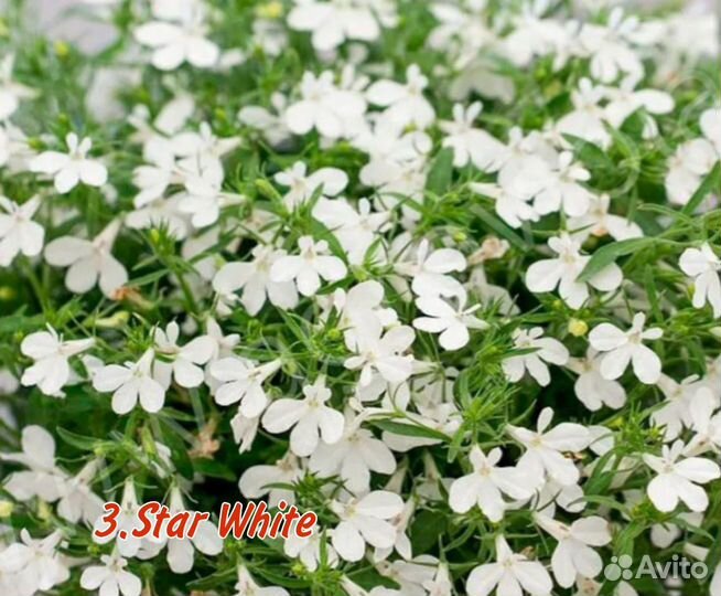 Лобелия вегетативная