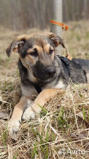 Щенок метис овчарка