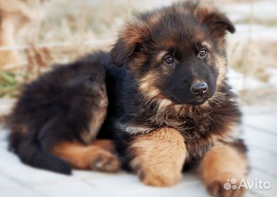 Немецкая овчарка