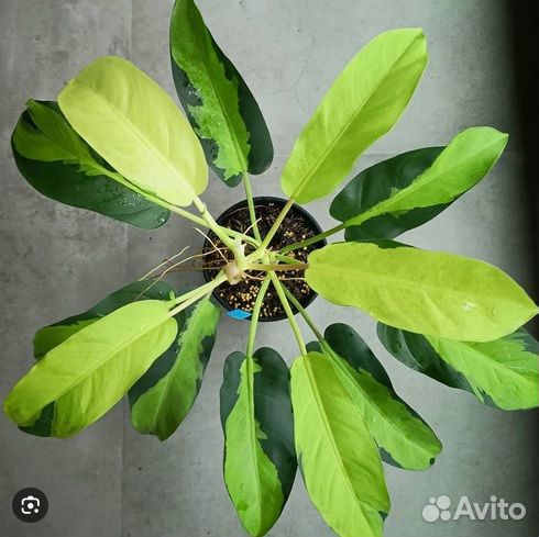 Филодендроны Thai Sunrise, Violin var, gold и др