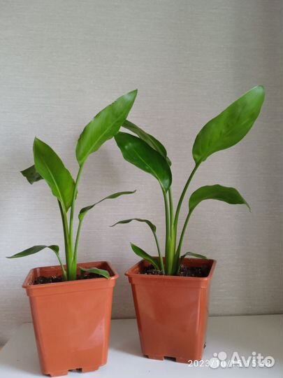 Стрелиция Регина