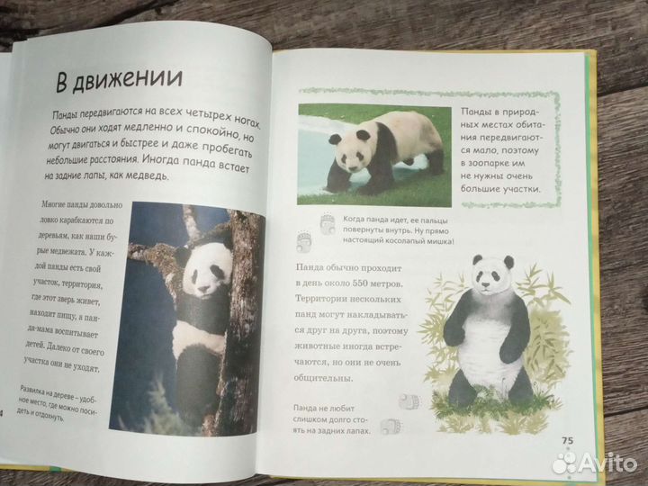 Энциклопедия прогулка по зоопарку шимпанзе панда