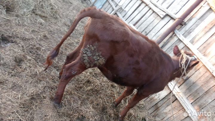 Корова с теленком