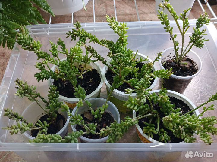 Рипсалис/кактус