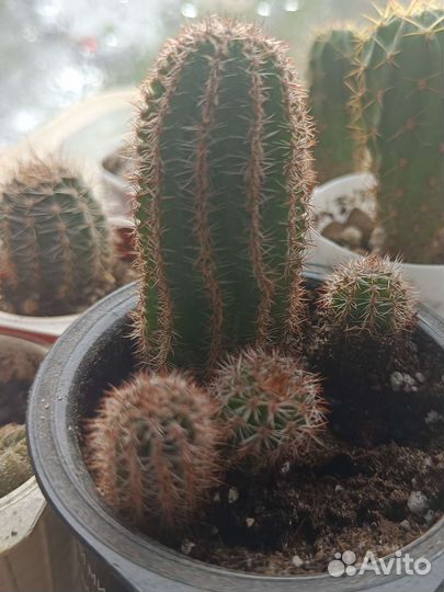Gymnocalycium taningaense VG-310