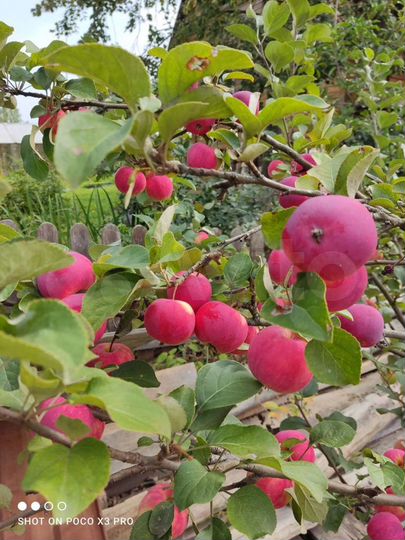 Дача 30 м² на участке 4 сот.