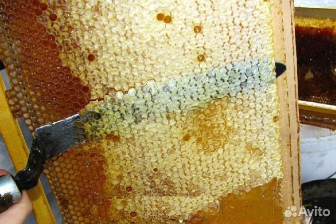 Мед натуральный из Алтая оптом min 16kg