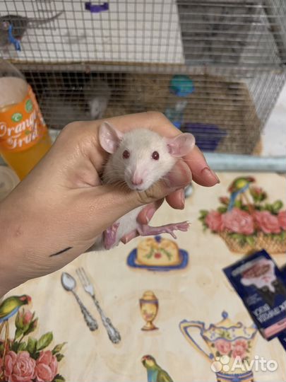 Крыса дамбо