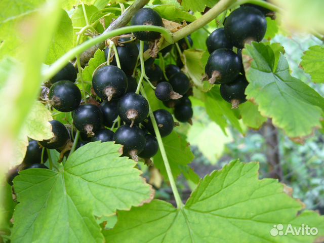 Саженцы черной смородины купить в Омске | Товары для дома и дачи | Авито