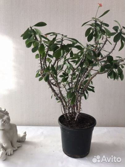 Молочай Миля - цветок для дома и офиса