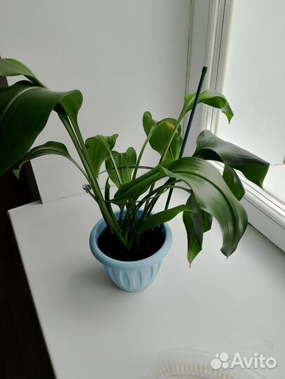 Комнатные цветы эухарис