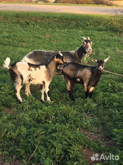 Коза козлята ламанча