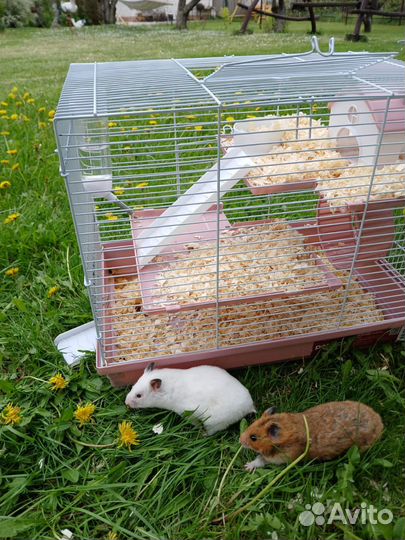 Серийские хомяки с клеткой