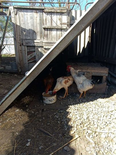 Молодые петухи