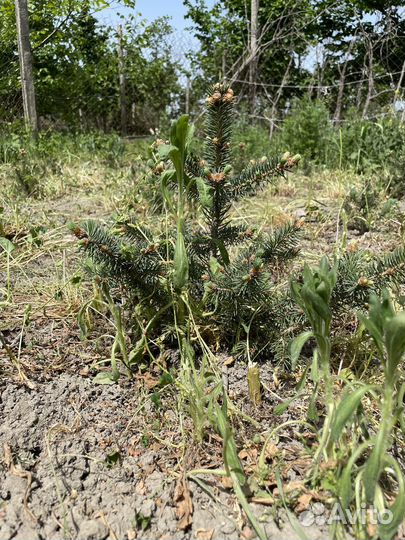 Голубая ель