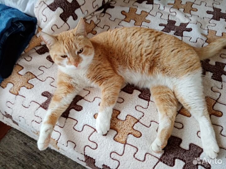 Кошки в добрые руки
