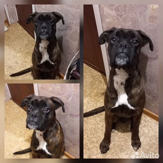 Немецкий боксер