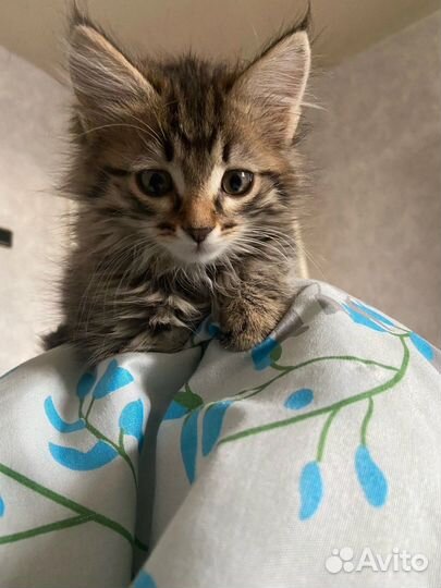 Кошка в дар бесплатно