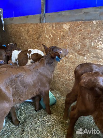 Телята бычки