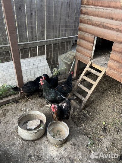 Куры несушки продам
