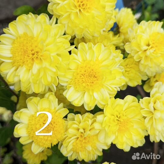 Хризантема мультифлора