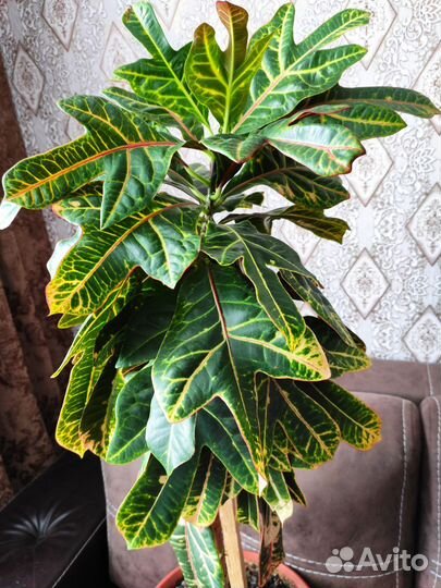 Комнатные растения, цветы