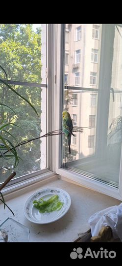 Волнистый попугай самка желает познакомиться