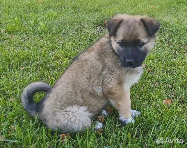 Герда - классная щенок-девочка в дар