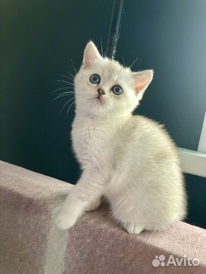 Шотландская вислоухая серебристая шиншилла