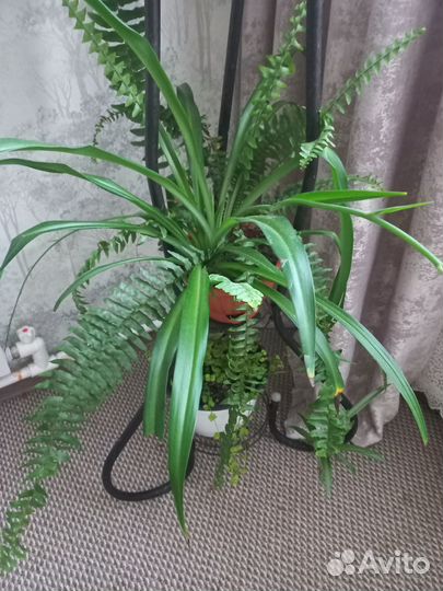 Продам горшечные цветы