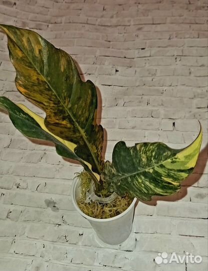 Филодендрон карамель марбл, блэк кардинал вар др