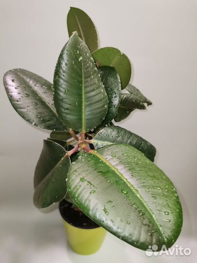 Фикус каучуконосный эластика