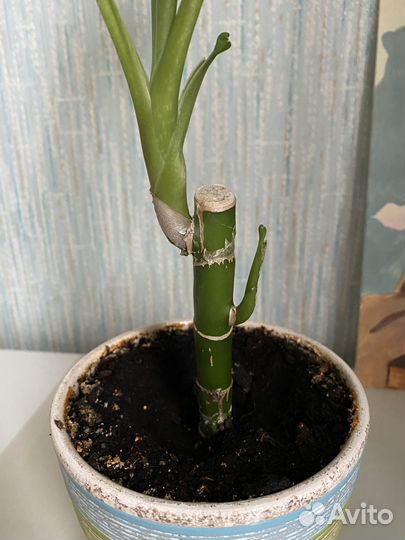 Диффенбахия