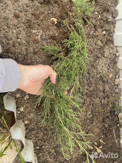 Можжевельник