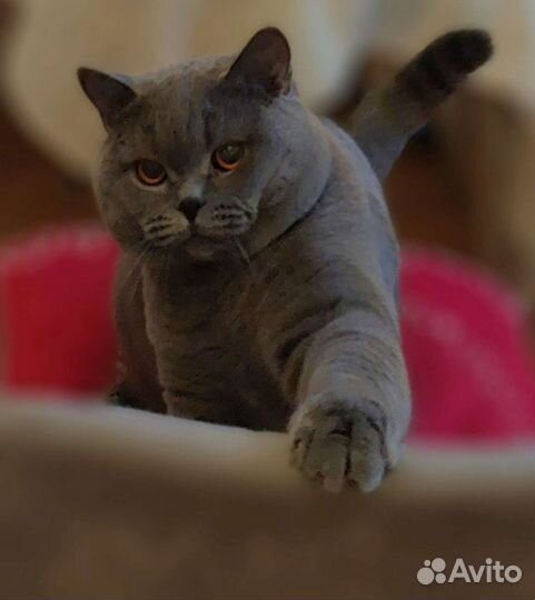 Ищет подругу короткошерстный британец