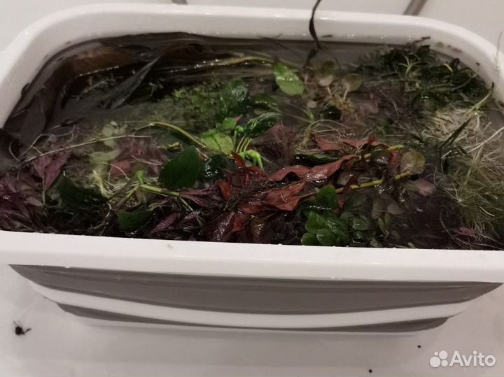 Аквариумная прополка растения