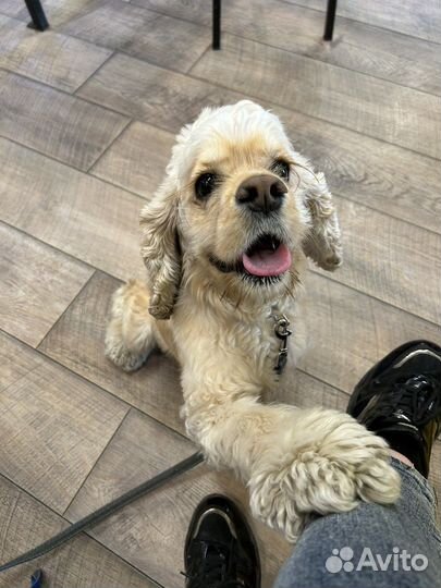 Кокер спаниель вязка