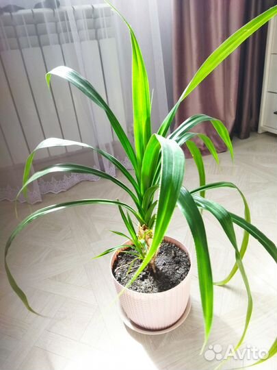 Комнатные цветы панданус