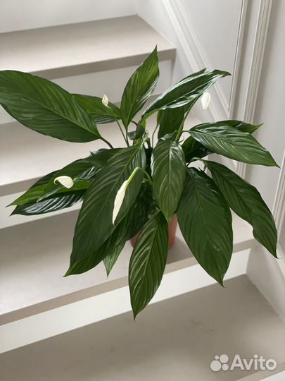 Спатифилум Купидон 65 см