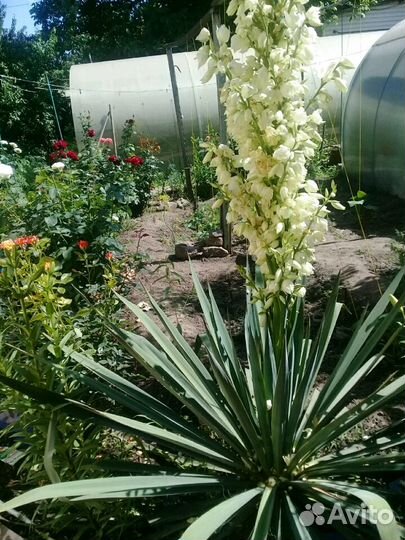 Саженцы юка