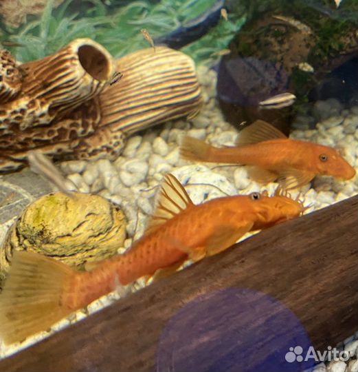 Анциструс super ред