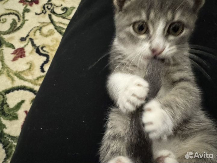 Котенок серенький