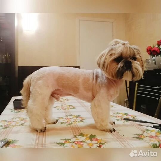 Стрижка/экспресс линька собак и кошек с выездом на