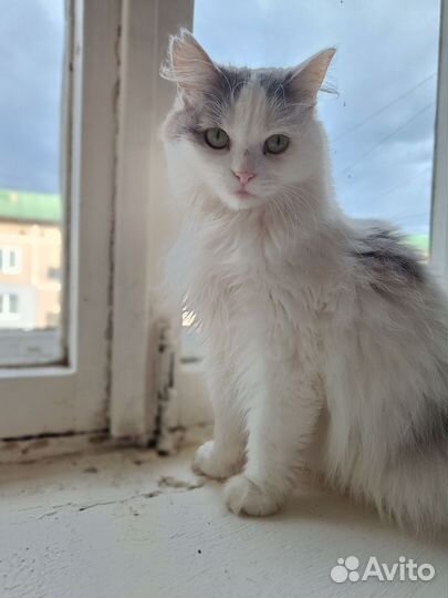 Булочка ищет дом